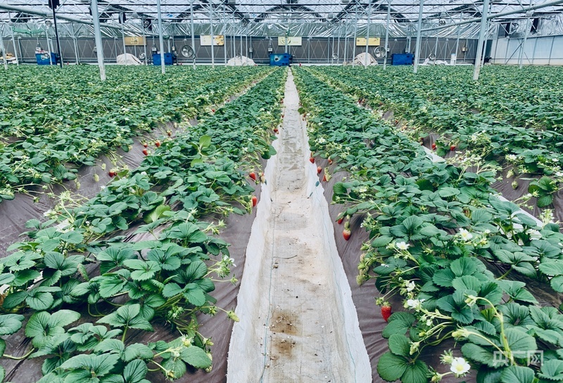 草莓小镇（央广网记者　李红军　摄）