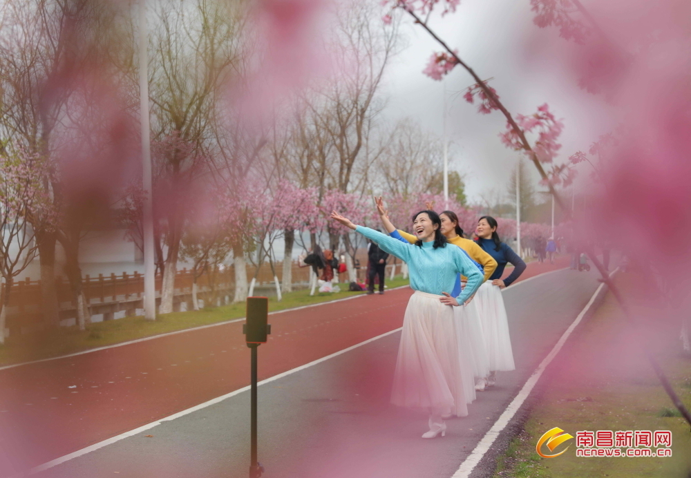 南昌：樱花盛开醉游人（图）