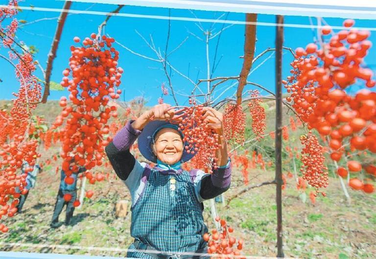 贵州贵定县宝山街道山桐子种植基地里村民在采收山桐子　肖伟　摄