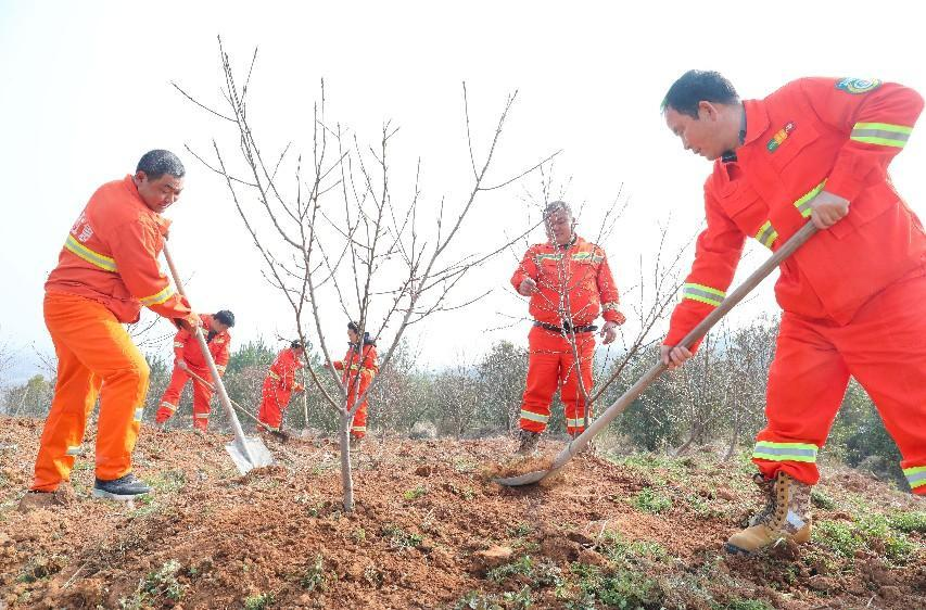 （图为：2025年3月10日，在安徽省合肥市肥西县铭传乡林区，乡村护林队队员们在林区空地内补栽苗木。）