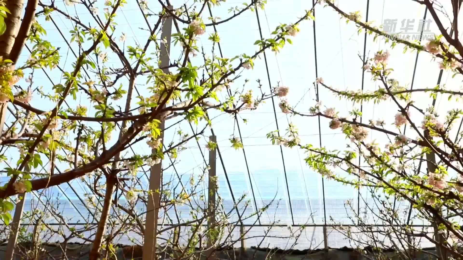 千城胜景｜河北南宫：樱桃花开绘春色