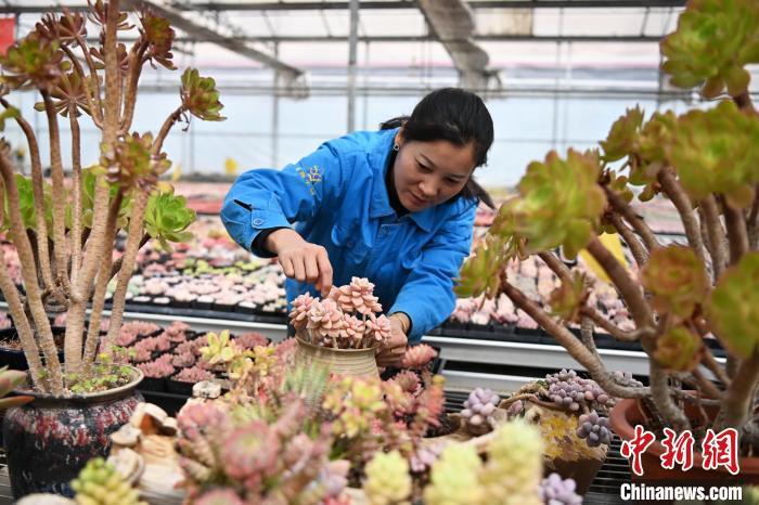 3月12日，在甘肃省兰州市红古区鑫源现代农业科技示范园种植大棚内，工作人员正在管护多肉植物。中新社记者　九美旦增　摄