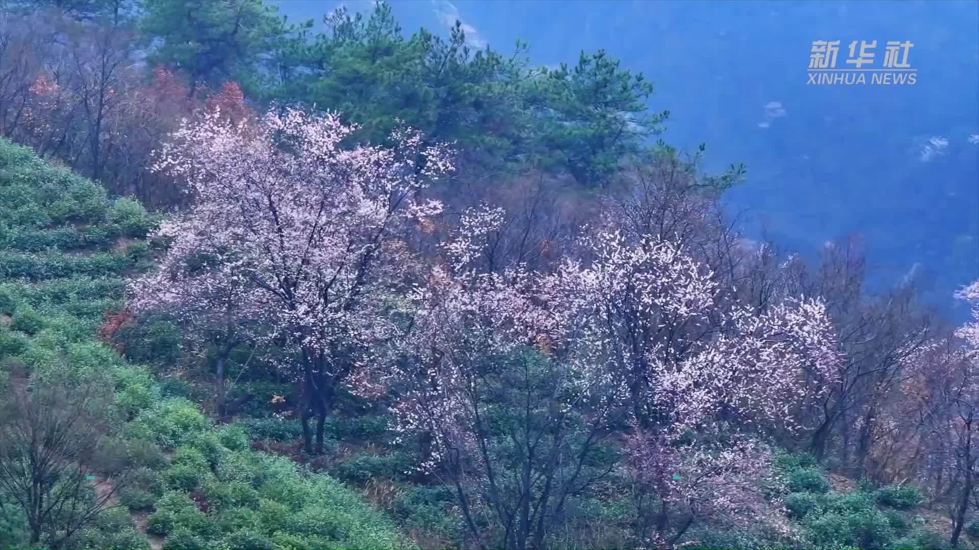 千城胜景｜高山茶田“绣”樱花 罗山春景“藏”诗画
