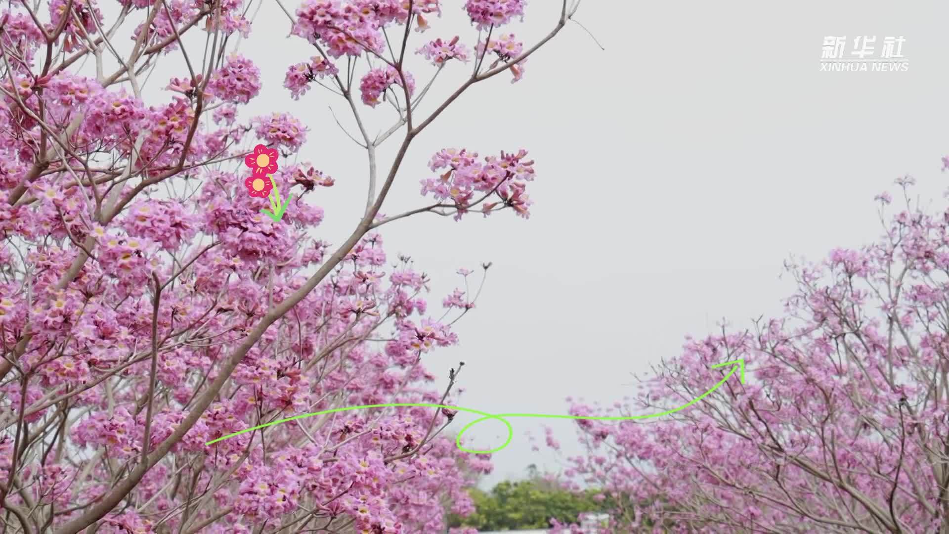 春天里的中国｜广西平南迎来绚烂花期