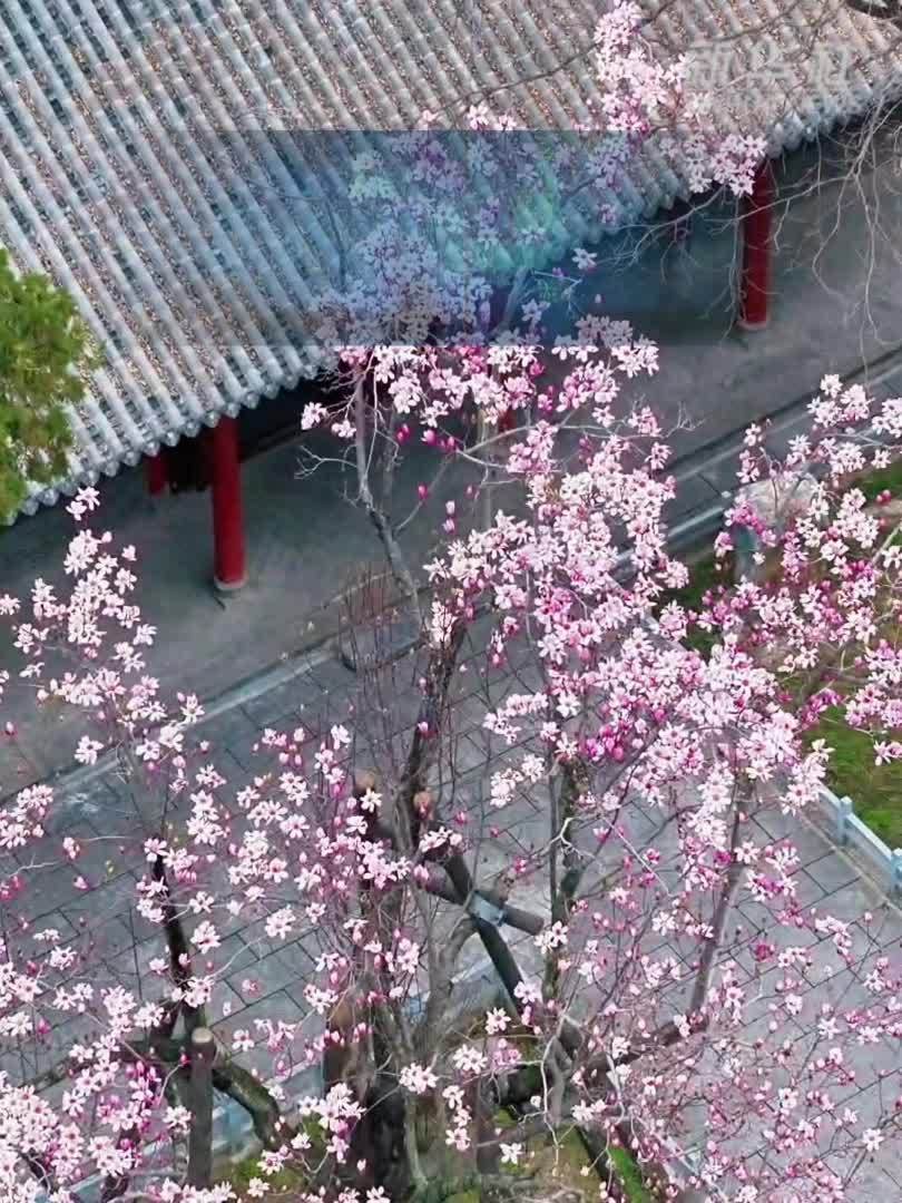 陕西勉县：400余岁古旱莲绝美绽放