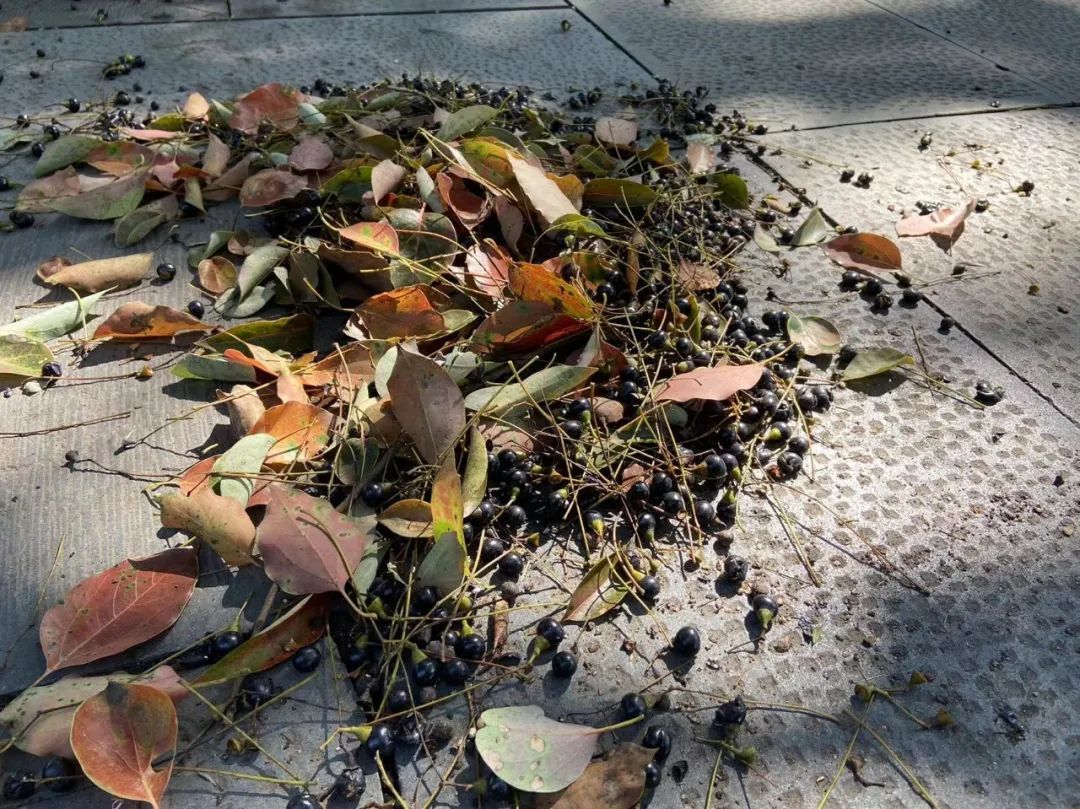 江西街头大量出现“黑珍珠” 提醒：不要踩 汁液粘在地上难清理