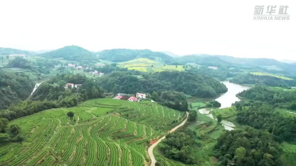 “最美巾帼奋斗者”黄红缨：荒山变茶海 扎根乡土振兴乡村