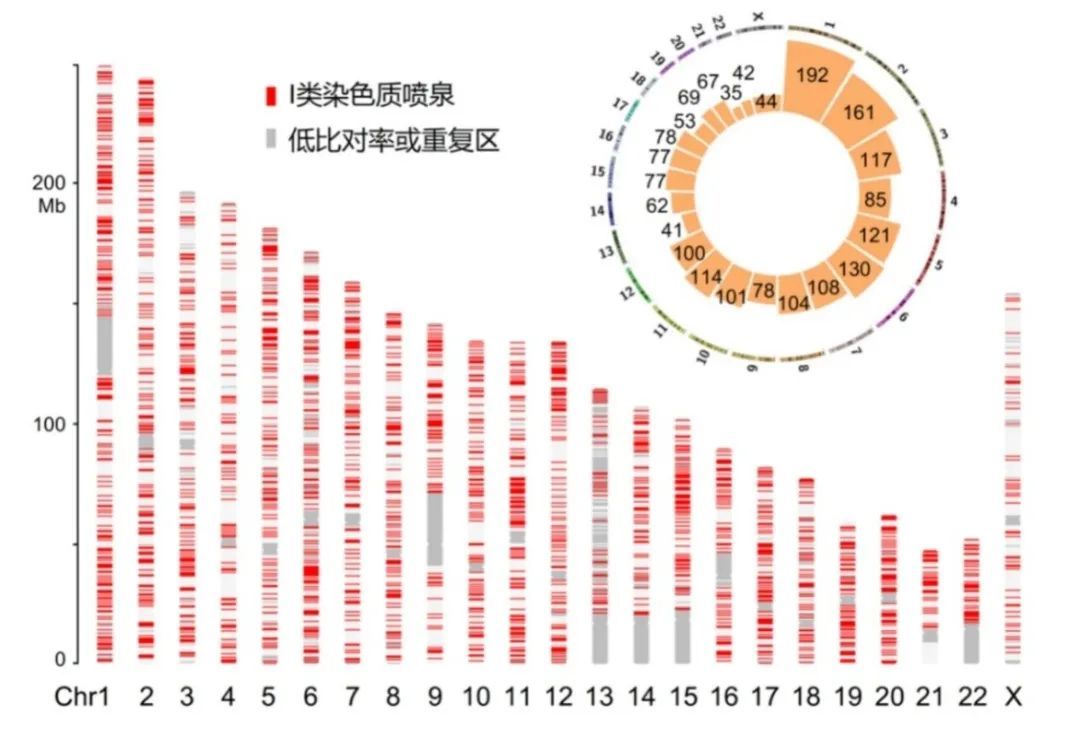 （图1：Fun算法鉴定到的染色质喷泉位点在基因组上的分布情况）