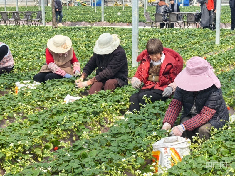 正在草莓小镇务工的村民（央广网记者　邸文炯　摄）