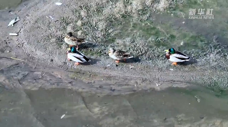 春天里的中国丨河北武安：水鸟翩跹迎春归