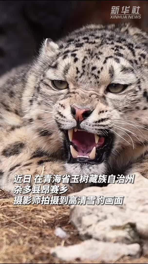 秀我中国｜“雪山之王”雪豹现身三江源国家公园