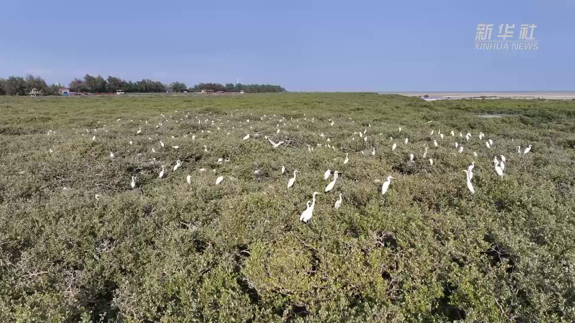 广西北海：多种生物栖息滨海湿地公园