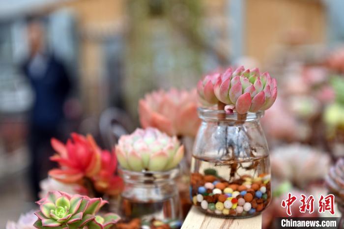 3月12日，在甘肃省兰州市红古区鑫源现代农业科技示范园种植大棚内种植的多肉植物。中新社记者　九美旦增　摄