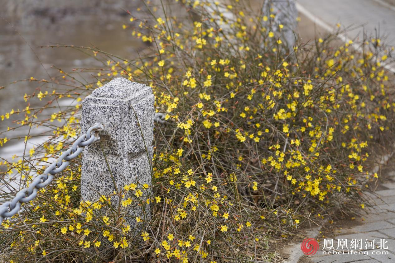 迎春花盛开