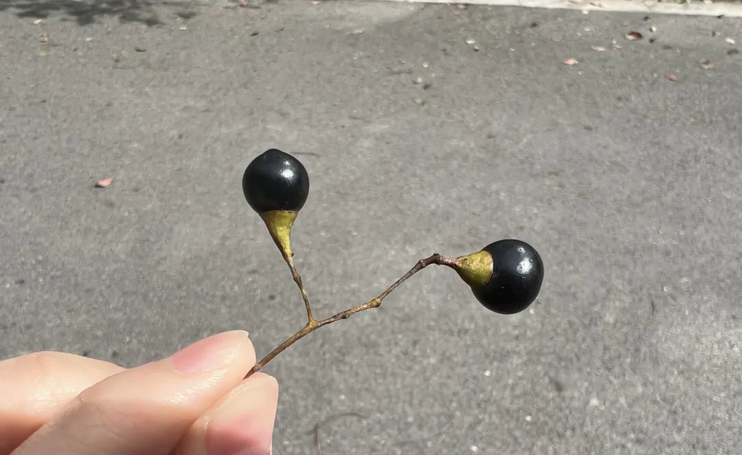 江西街头大量出现“黑珍珠” 提醒：不要踩 汁液粘在地上难清理