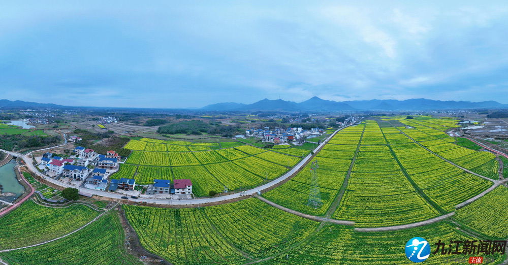 湖口县：油菜花开春意浓（图）