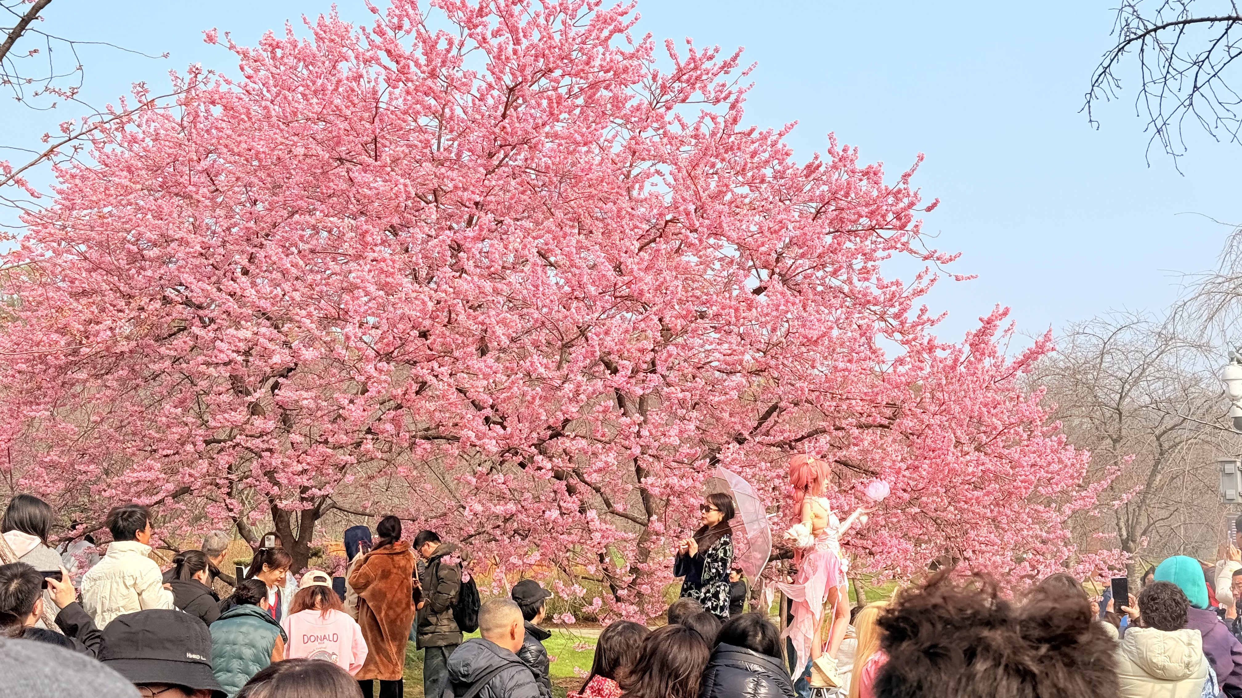 东湖樱花园