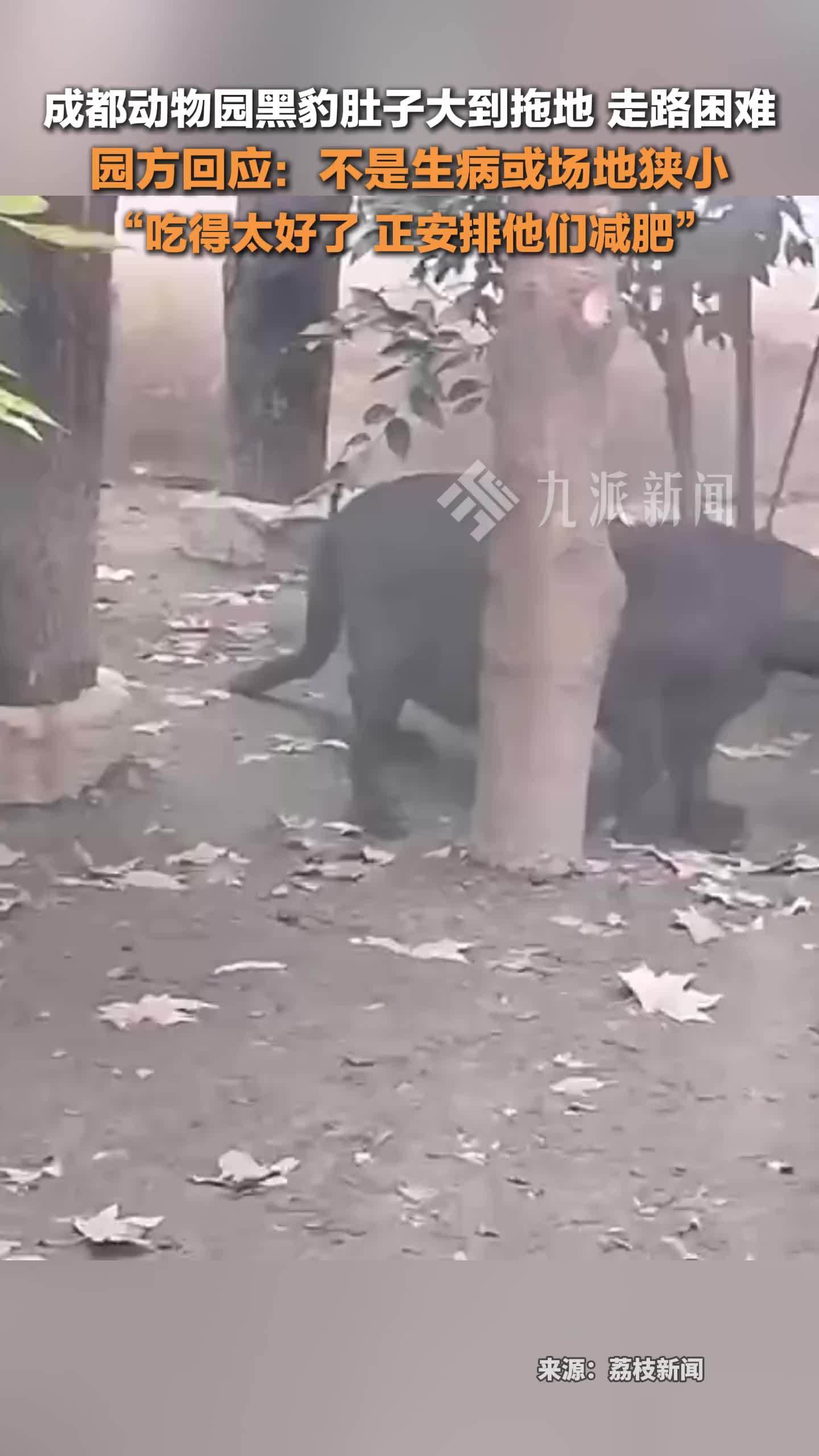 成都动物园回应黑豹肚子大到拖地：不是生病或场地狭小，吃得太好了，正安排减肥