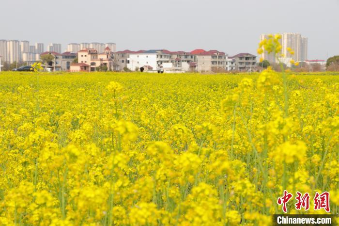 图为江西省南昌市红谷滩区流湖镇柏树村的千亩油菜花海。　熊锦阳 摄