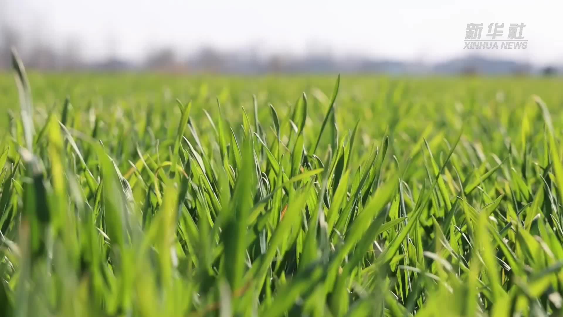 安徽阜阳：小麦田管搭上“智慧快车”