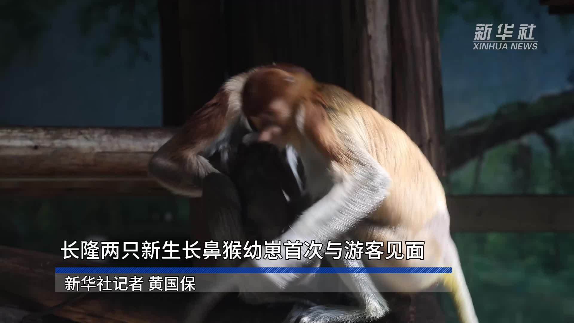 长隆两只新生长鼻猴幼崽首次与游客见面