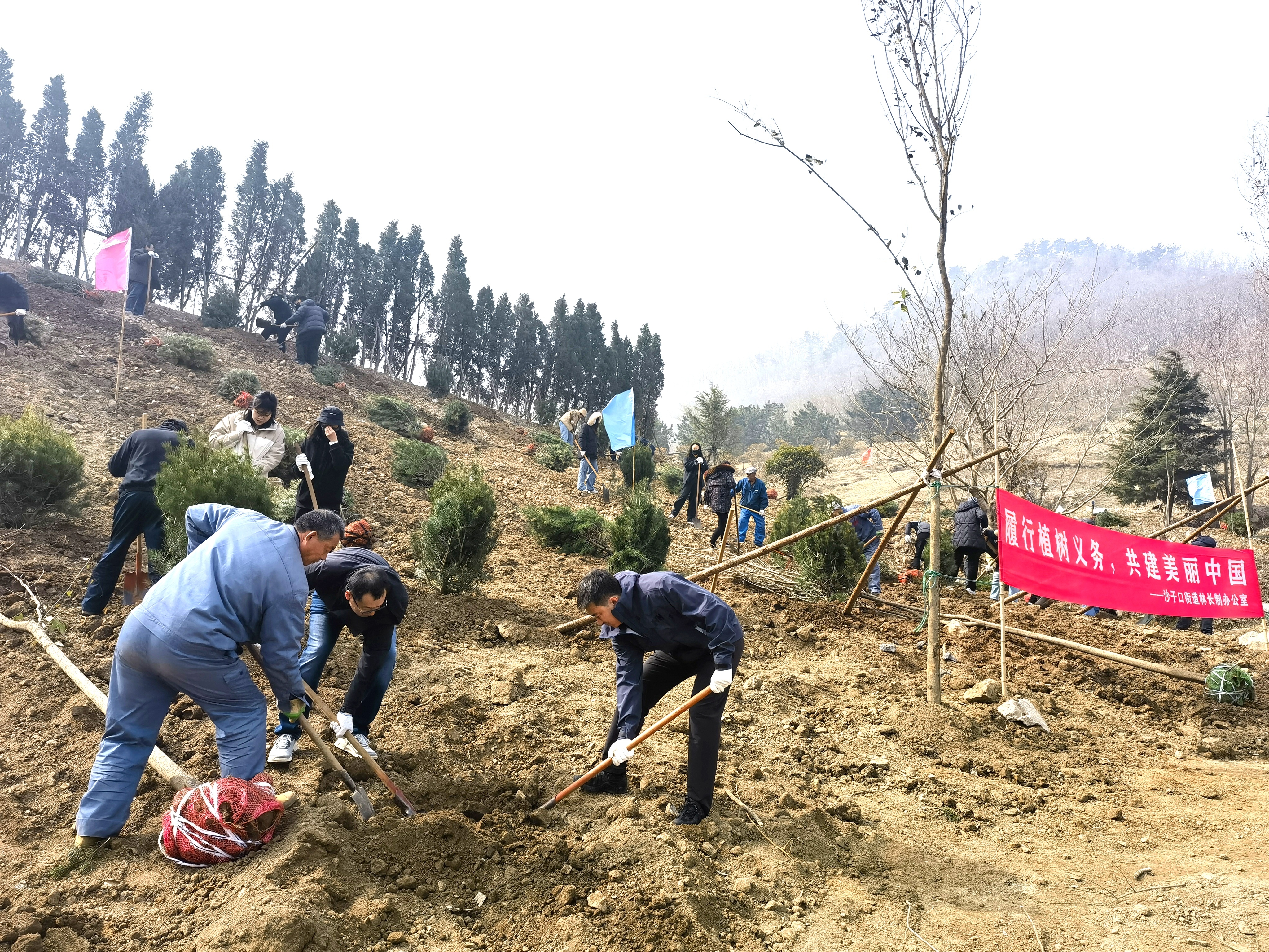 崂山区全民共植绿色希望 实干绘就生态新画卷