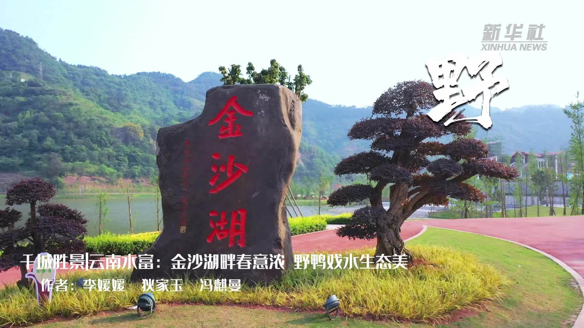 千城胜景｜金沙湖畔春意浓 野鸭戏水生态美