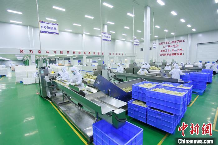 图为开封通许县酸辣粉生产车间。通许县委宣传部供图