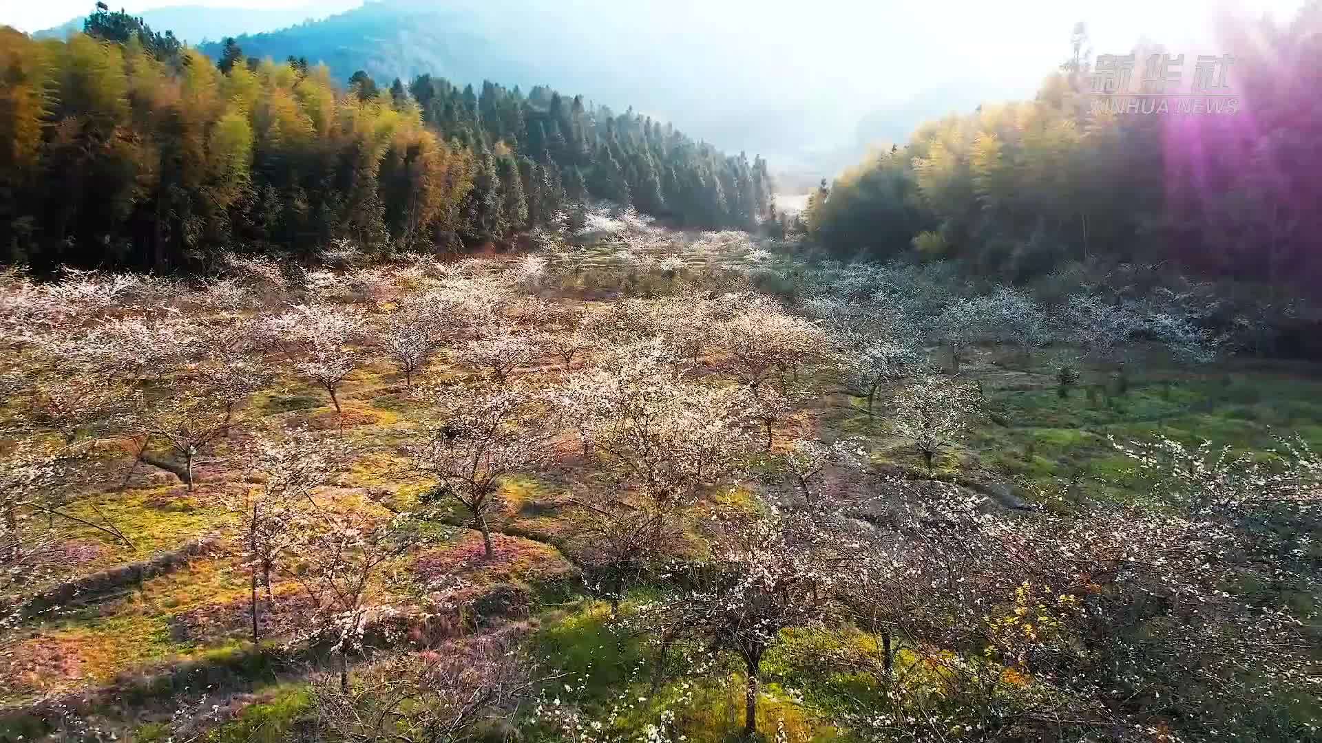 福建福安：李花盛放春意浓