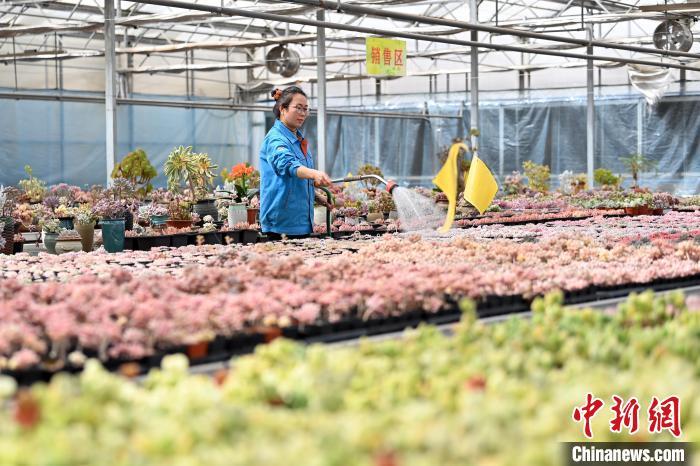3月12日，在甘肃省兰州市红古区鑫源现代农业科技示范园种植大棚内，工作人员正在管护多肉植物。中新社记者　九美旦增　摄