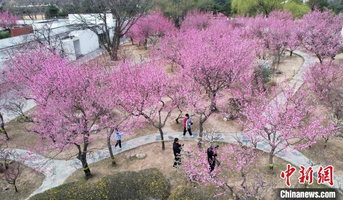 河北石家庄：游人享“梅”好时光