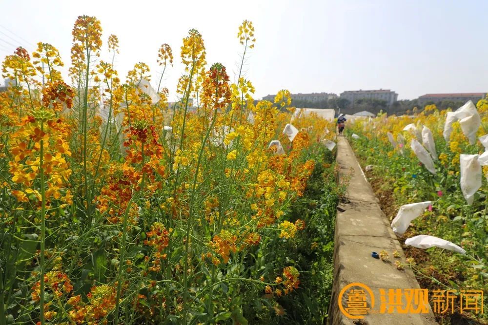 走進南昌的“花花世界” 解密繁花背后的科技力量