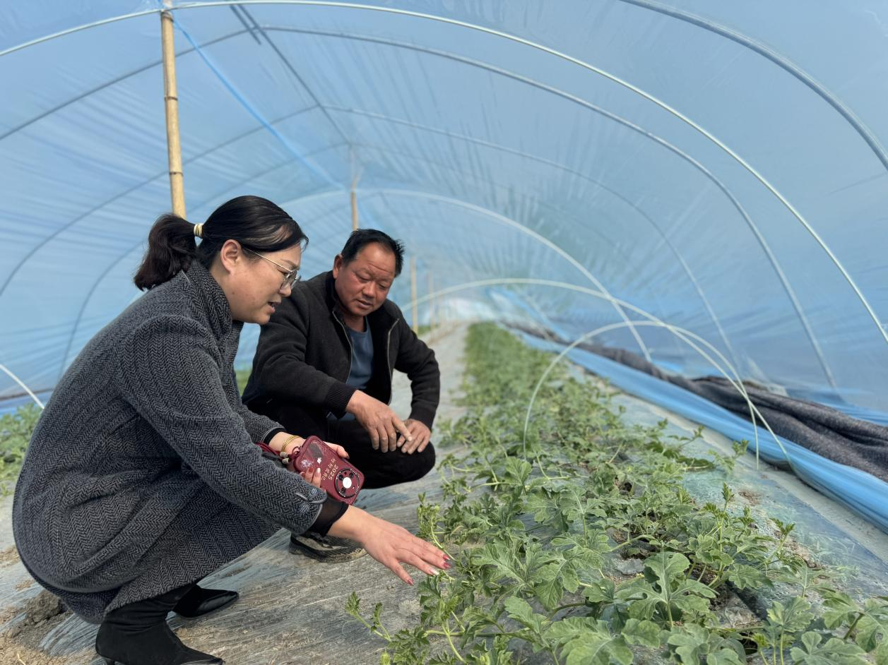 （年利丽与刘允查看西瓜长势。）