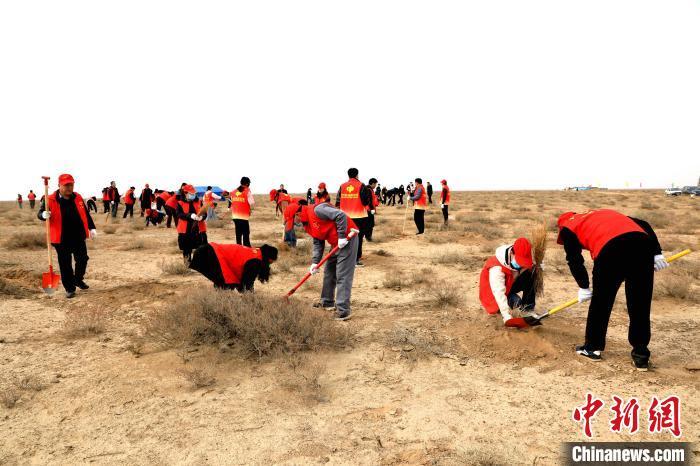 甘肃民勤五千余人沙漠种梭梭苗筑生态屏障
