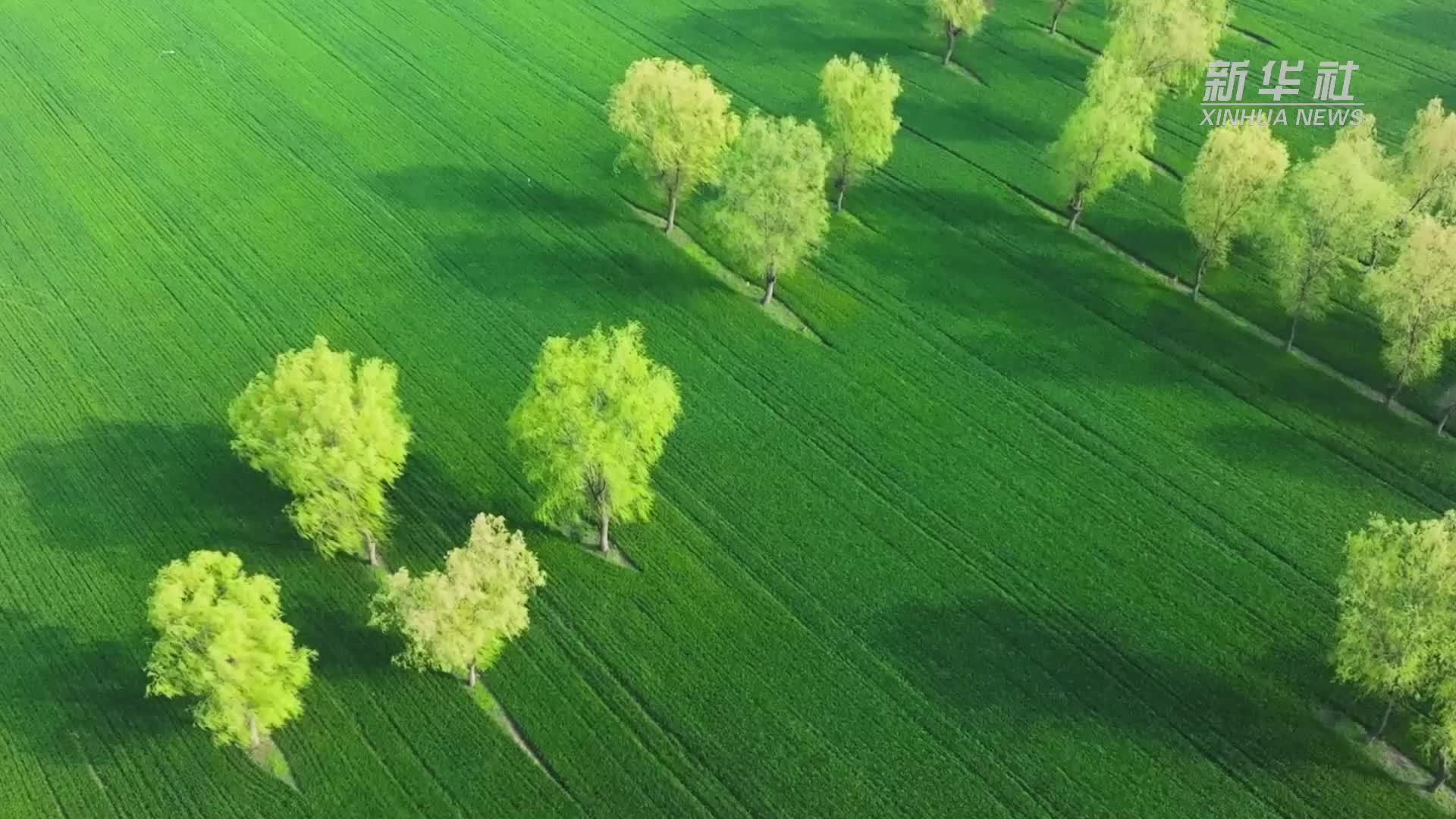 安徽铜陵：春风又绿江南岸