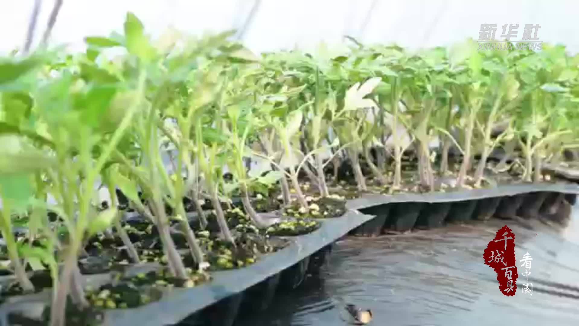 千城百县看中国｜河北廊坊：大棚里面好春景