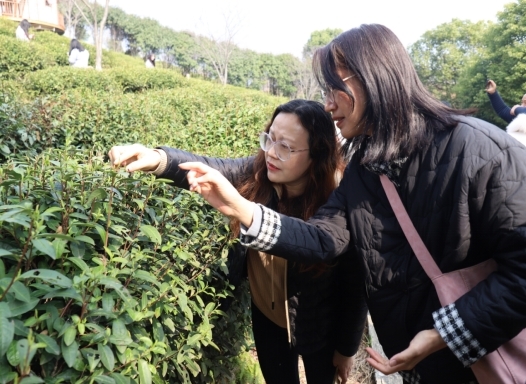 庐山市:海庐茶博园春茶开采 品味春日茶香盛宴
