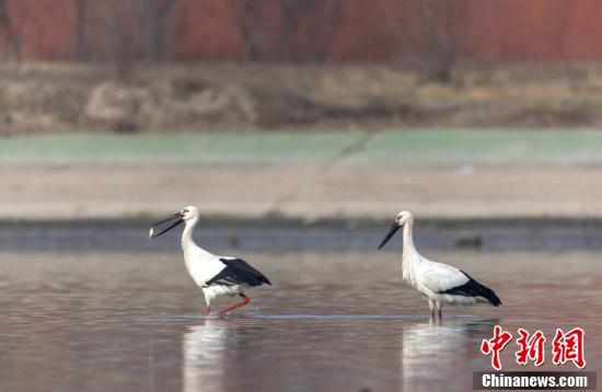 邯郸涉县首次记录到国家一级保护动物东方白鹳