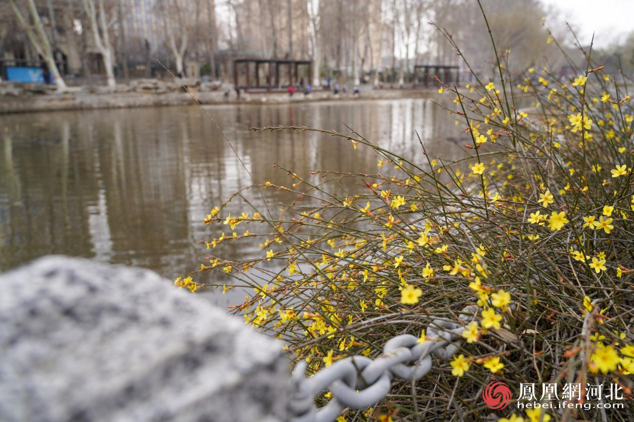 迎春花盛开