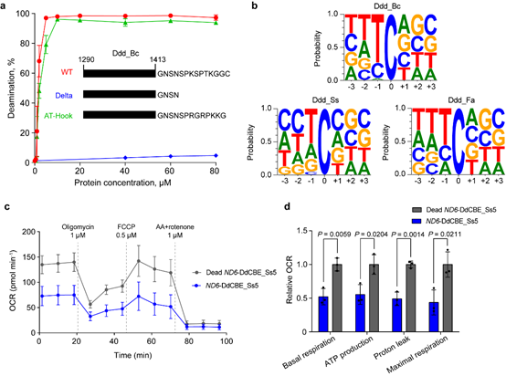 （图1. DddA羧基端序列的重要性（a），三种不同来源的DddA的序列偏好(b)，及经Ddd_Ss衍生的线粒体碱基编辑器编辑后的细胞线粒体功能分析（c,d））