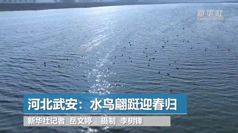 春天里的中国丨河北武安：水鸟翩跹迎春归