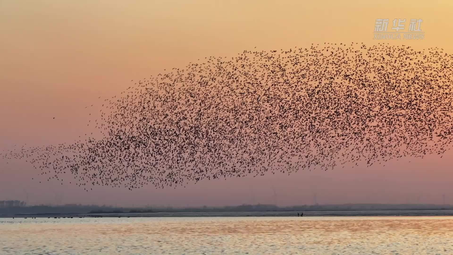 春日来辽宁，看一场绝美的“鸟浪”