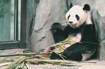 第四届湖南旅发大会 | 《嗨！岳阳》第四集 让你看看岳阳中华大熊猫苑