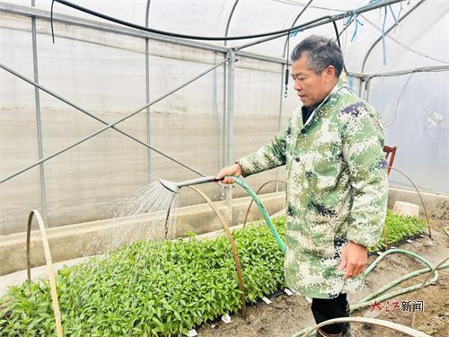 农技人员给辣椒苗浇水(周莹 摄)