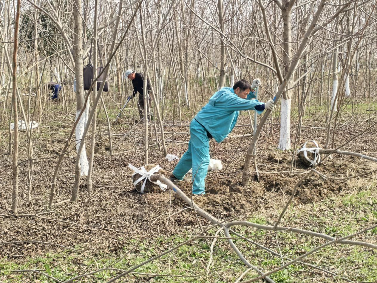 图为碧根果树苗移植