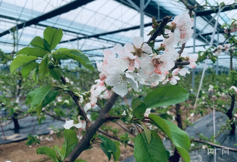 佳盛达种养殖专业合作社的樱桃大棚里盛开的樱桃花（央广网记者　李红军　摄）
