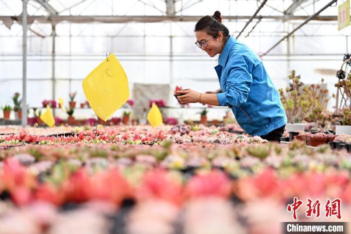 甘肃兰州：多肉产业培育“美丽经济”