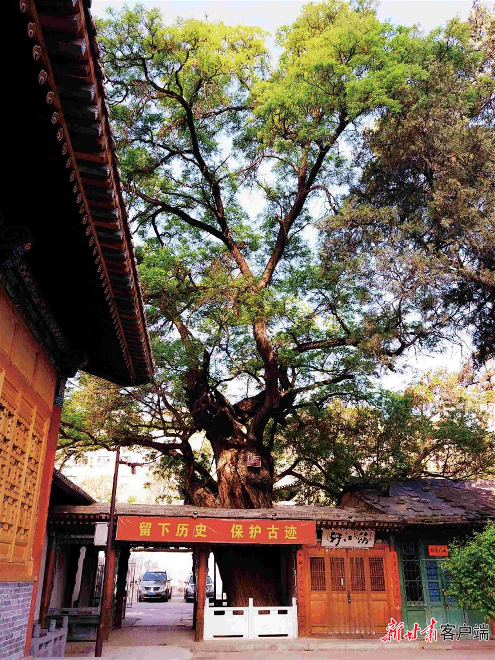 兰州市工人文化宫的国槐，虽历经千年风雨，却依然枝繁叶茂。（资料图）