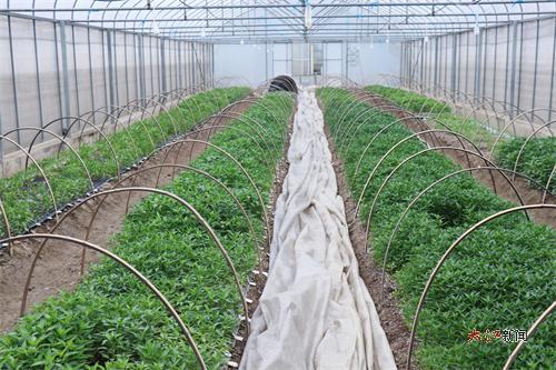 育秧基地(李雪瑶 摄)