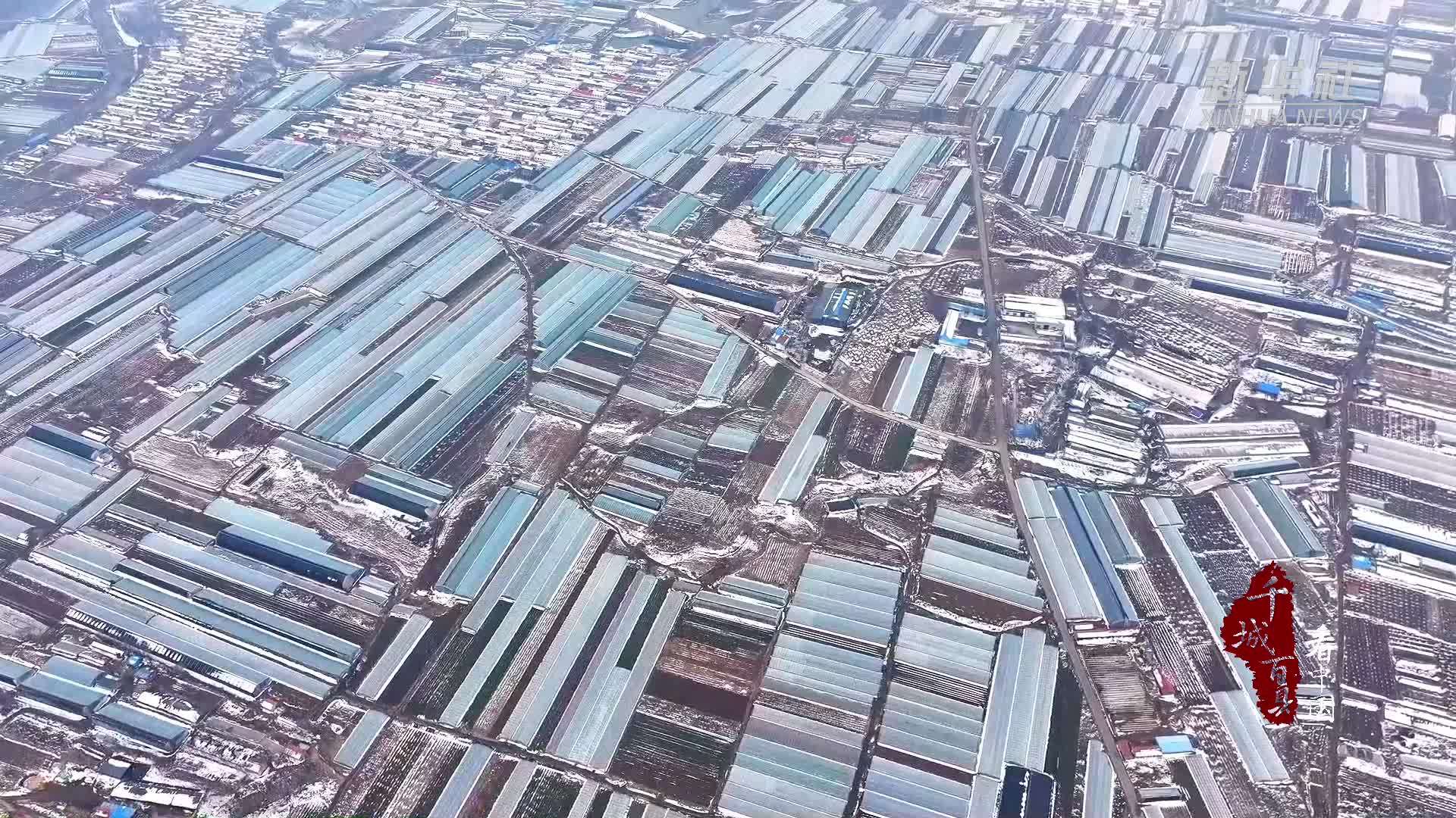 千城百县看中国｜山东潍坊：樱桃“映红”致富路